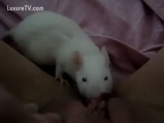 Rat licking a Kitty 